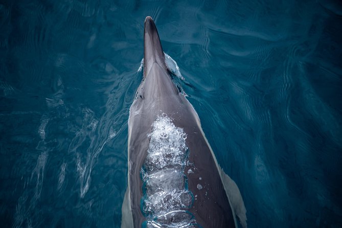 Swim With Wild Dolphins in Tauranga - Entering the water with wetsuit and snorkel gear