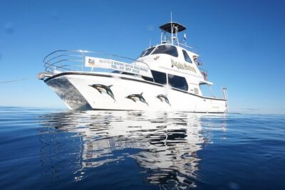 Swim With Wild Dolphins in Tauranga
