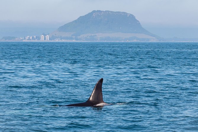 Swim With Wild Dolphins in Tauranga - The crew, commentary, and care for wildlife