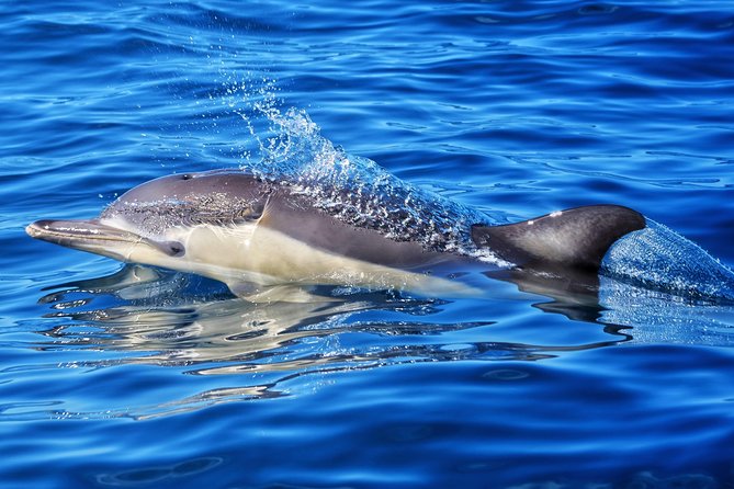 Swim With Wild Dolphins in Tauranga - Is the NZ$102.39 price good value?