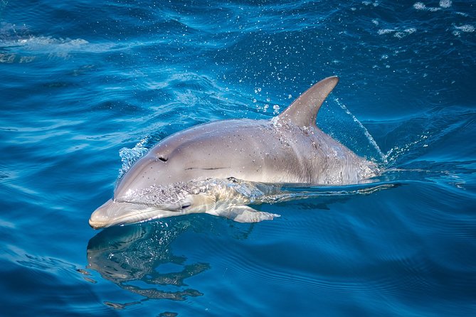 Swim With Wild Dolphins in Tauranga - Who should book this Tauranga dolphin cruise?