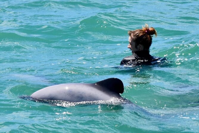 Swimming with Wild Dolphins in Akaroa - Entering the water with wild dolphins