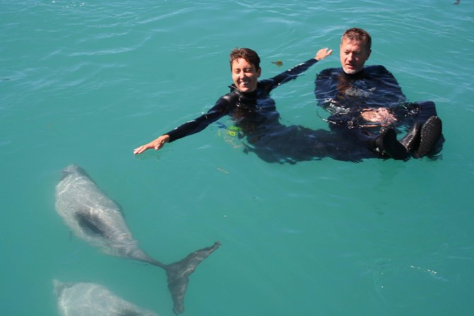 Swimming with Wild Dolphins in Akaroa - Why Hector’s dolphins make this special