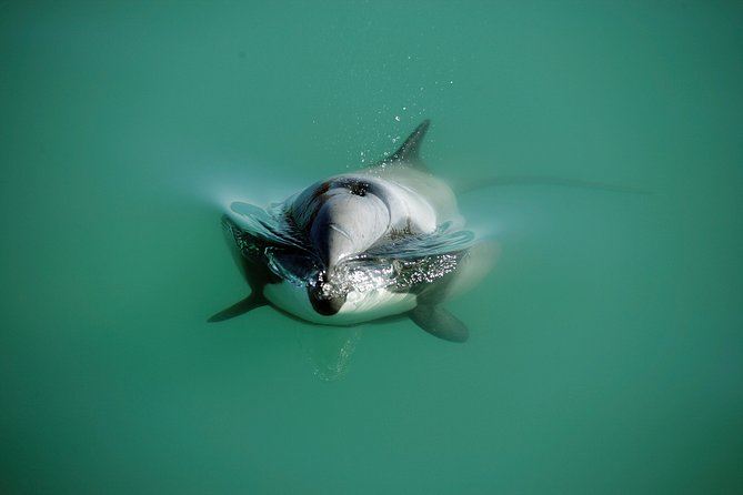 Swimming with Wild Dolphins in Akaroa - Price and value at $128.06