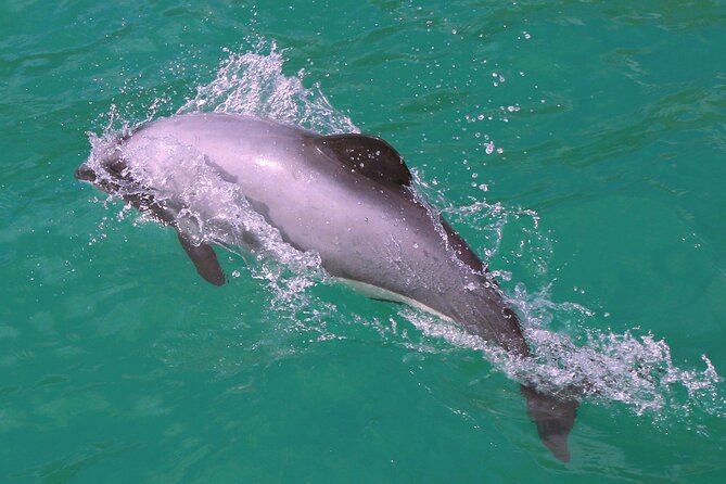 Swimming with Wild Dolphins in Akaroa - Rough water, seasickness, and the right level of fitness