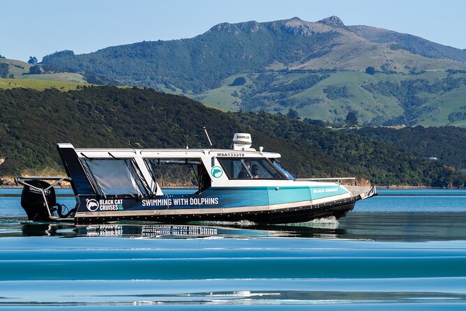 Swimming with Wild Dolphins in Akaroa - How the experience compares with a standard nature cruise