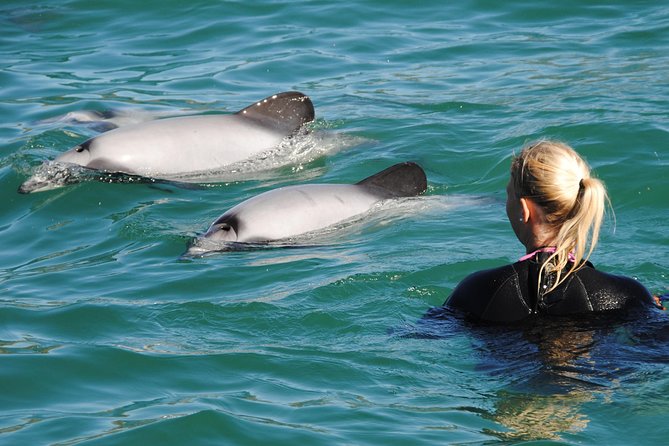 Swimming with Wild Dolphins in Akaroa - What the 3.5-hour outing feels like