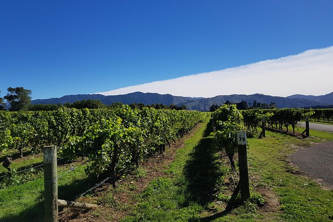 Taste the Valley Wine Tour in Marlborough with Wine Tasting - Why Marlborough works so well for a short wine tour