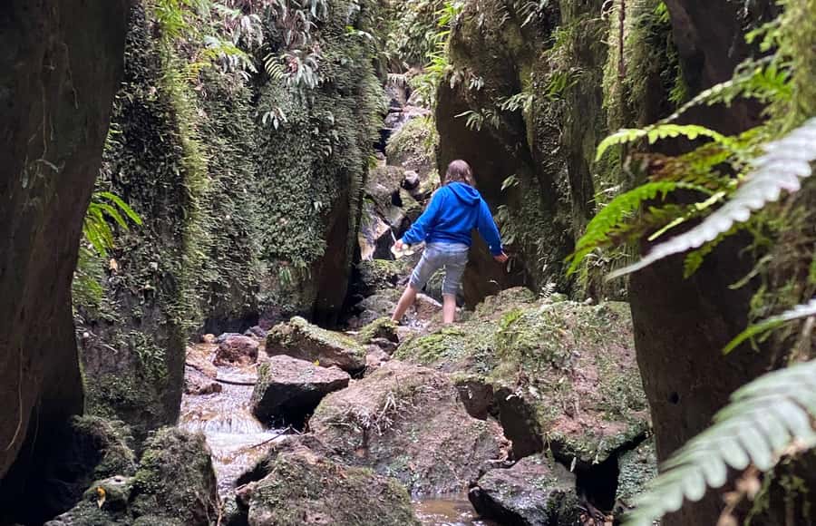 Taupo: Lake Taupo Western Bays Catamaran Tour with Bush Walk - A short bush walk from a beach reached by boat