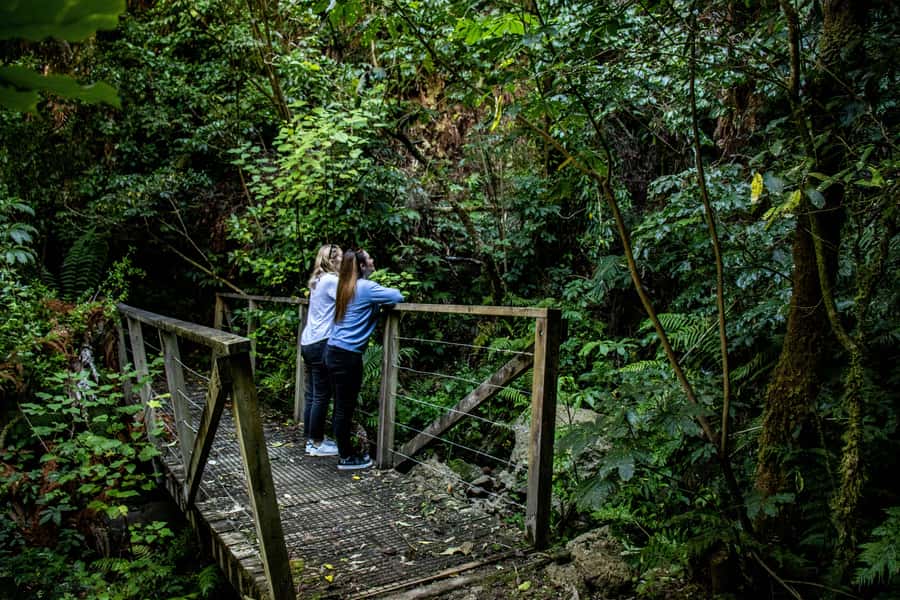 Taupo: Lake Taupo Western Bays Catamaran Tour with Bush Walk - What the 90 minutes feels like