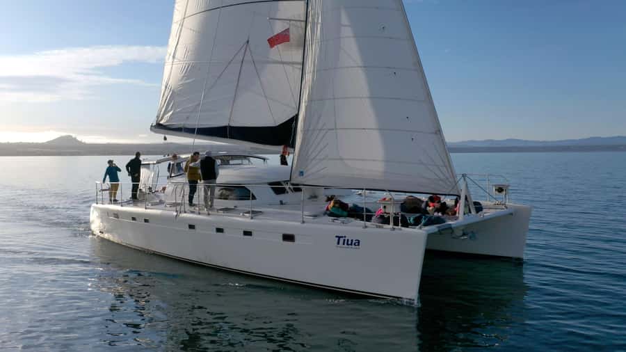 Taupo: Māori Rock Carvings Lake Taupo Catamaran Tour - Key points to know before you book