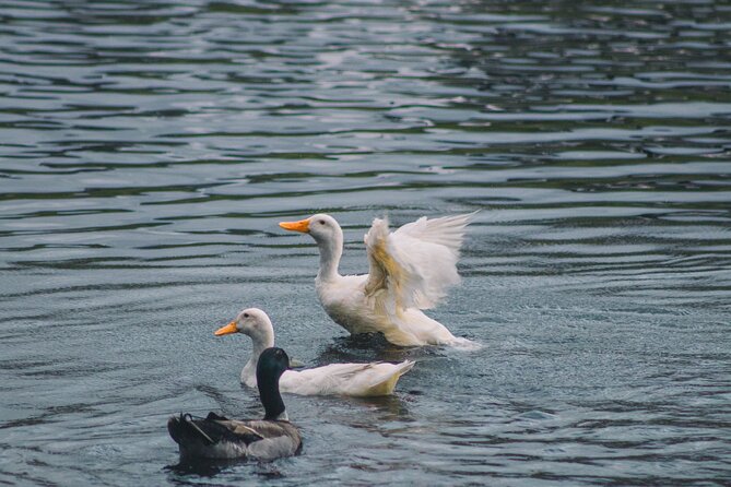 Tauranga Daytime Scenic Lake McLaren Tour - Should you book the Lake McLaren paddle?