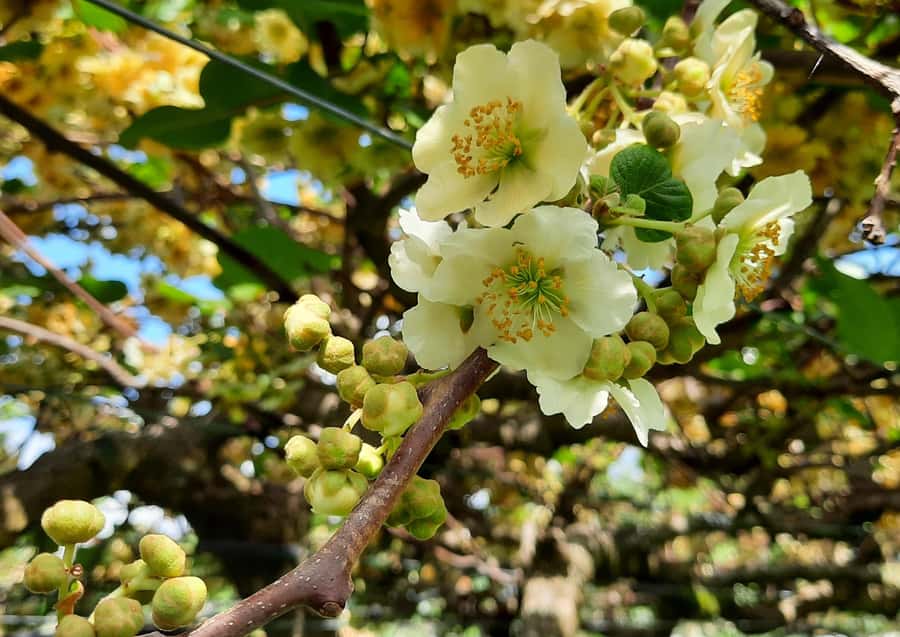 Tauranga: Kiwifruit Destination and Sights Shore Excursion - Should you book the orchard and falls tour?