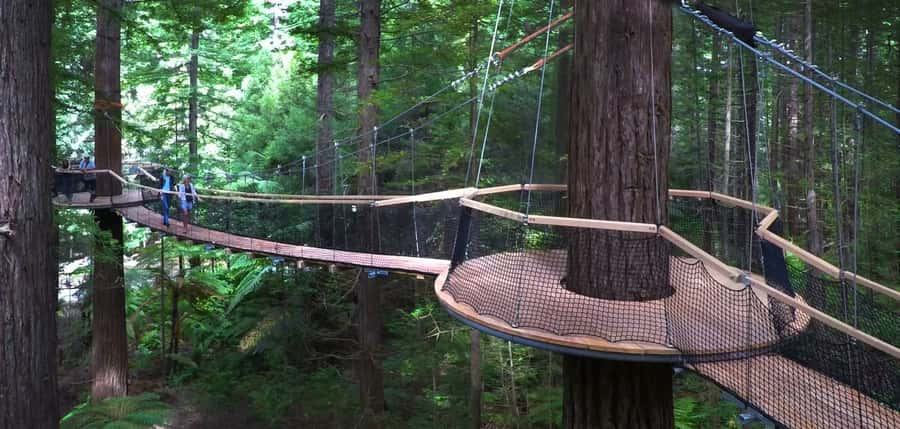Tauranga: Rotorua Redwoods Tour & Maori Village Experience - From Tauranga port to Rotorua’s tall redwoods