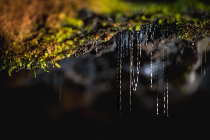 Te Anau Glow Worm Caves Tour - Who should book this Te Anau outing?