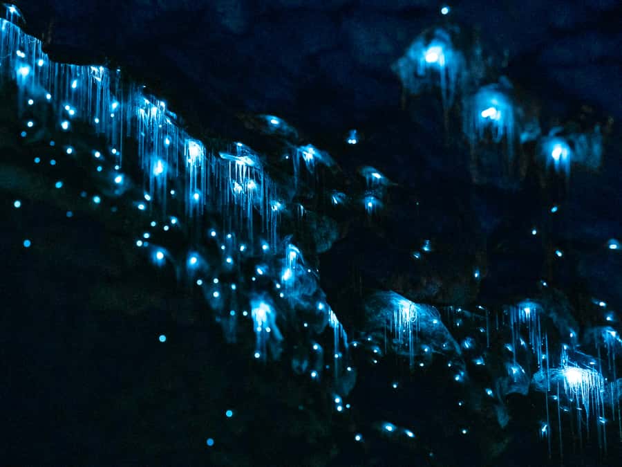Te Anau: Glowworm Caves Guided Tour - Meeting at RealNZ Visitor Centre in Te Anau