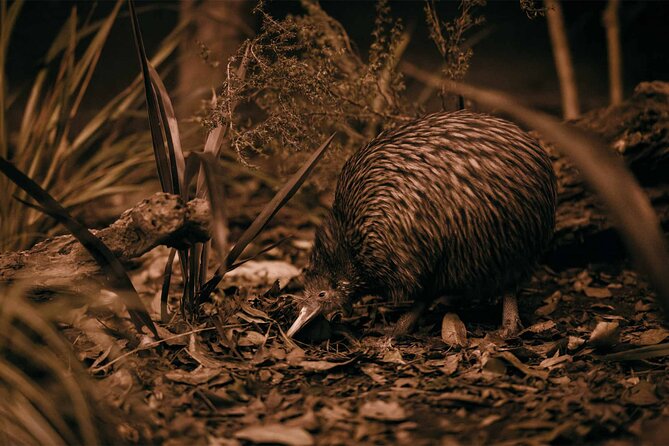 Te Puia: Te Pō Indigenous Evening Experience Combo - The 4pm guided walk through Te Puia