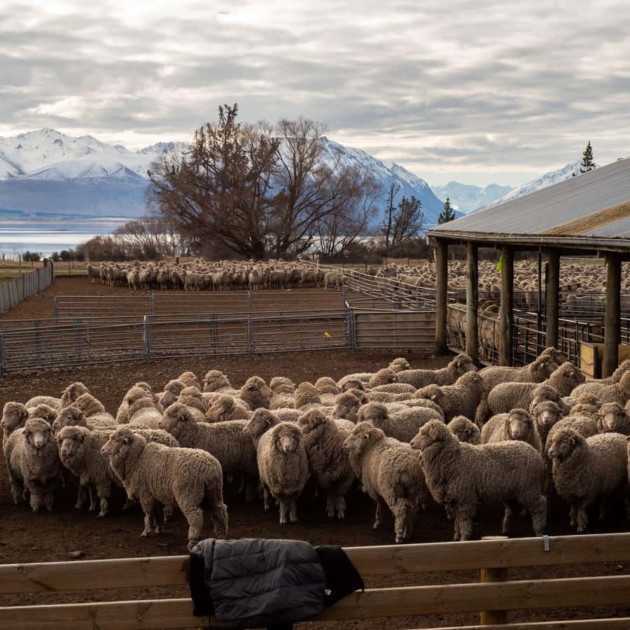 Tekapo: Merino Sheep Shearing and Sheepdog Demonstration - Key points at a glance