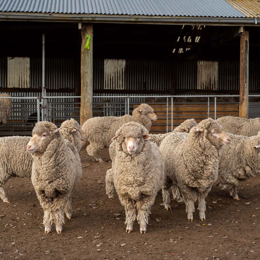 Tekapo: Merino Sheep Shearing and Sheepdog Demonstration - What happens during the one-hour farm visit