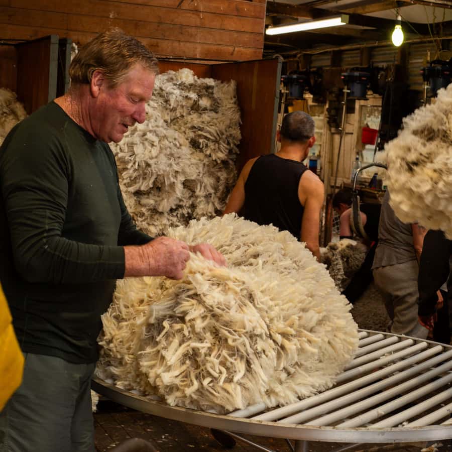Tekapo: Merino Sheep Shearing and Sheepdog Demonstration - Sheepdogs, whistles, and a working partnership