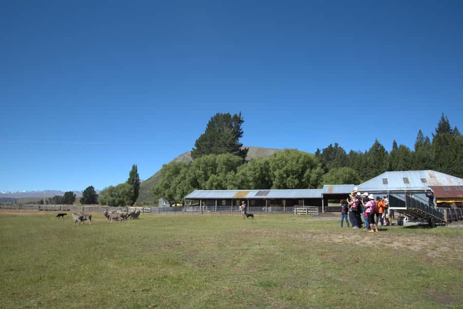 Tekapo: Merino Sheep Shearing and Sheepdog Demonstration - Lake Tekapo views add real character