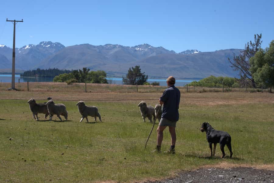 Tekapo: Merino Sheep Shearing and Sheepdog Demonstration - Getting to Mt Hay Station