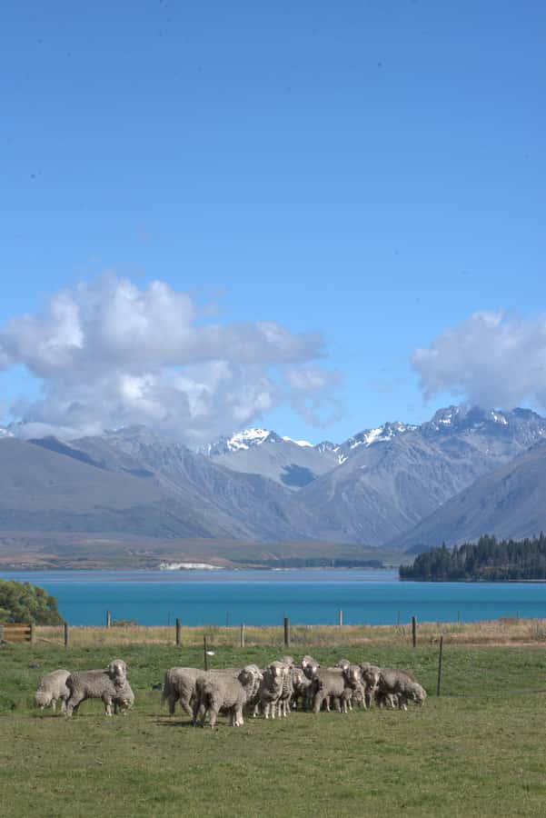 Tekapo: Merino Sheep Shearing and Sheepdog Demonstration - Who will enjoy this experience most?
