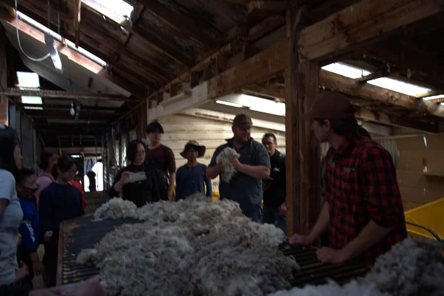 Tekapo: Merino Sheep Shearing and Sheepdog Demonstration - What makes Ethan’s guiding useful