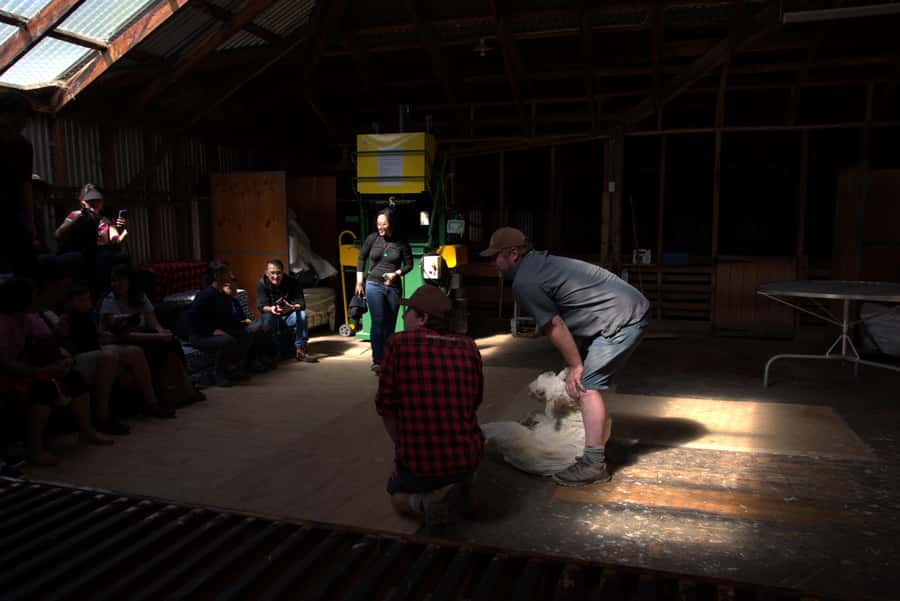 Tekapo: Merino Sheep Shearing and Sheepdog Demonstration - What to bring and how to prepare