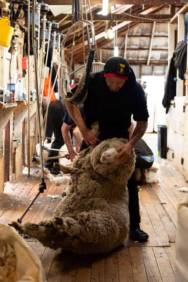 Tekapo: Merino Sheep Shearing and Sheepdog Demonstration - Understanding Merino wool beyond the label