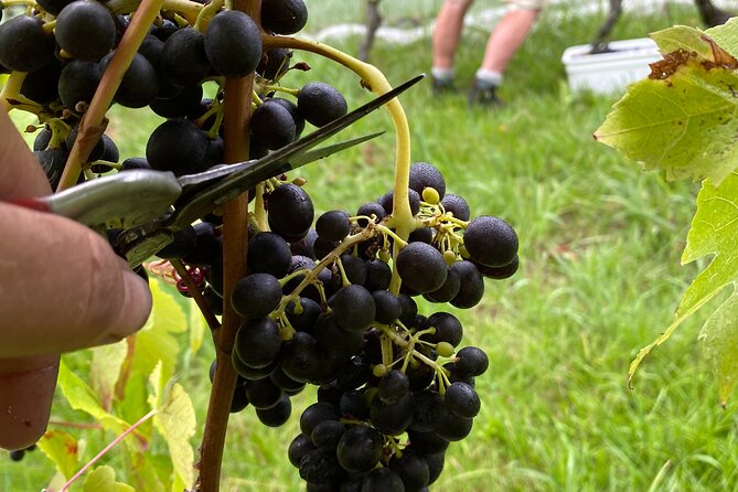 The Boutique Experience: Waiheke Best Cellar Tour (11 guests max) - Price, lunch, and the real daily cost