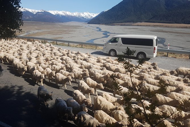 Tranz Alpine Train Tour - Small-group guiding makes a practical difference