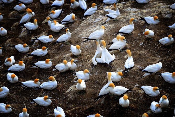 Ultimate Auckland Experience Full Day Tour with Brewery Lunch - Muriwai’s gannet colony