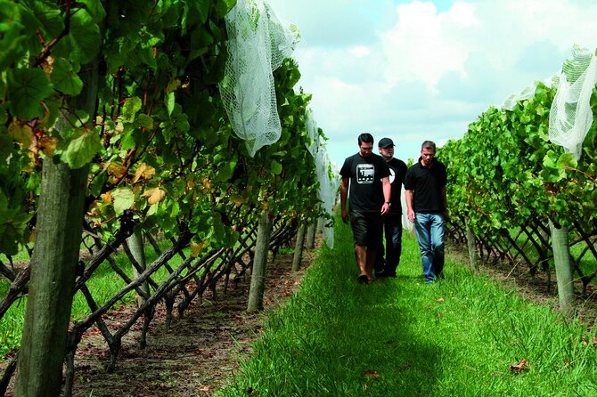 Vineyards Honey and Black Sand Beaches from Auckland - Muriwai Beach and the black-sand coast