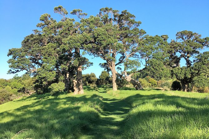 Waiheke Island Bush & Beach Walk - Why a Waiheke walk makes sense