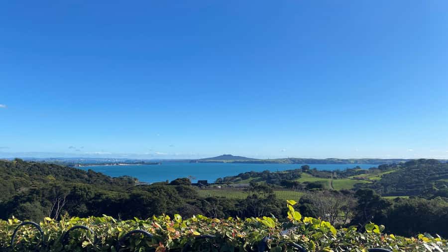 Waiheke Island: The Essence of Waiheke Wine Tour - Starting at Matiatia Wharf at 10:40 AM