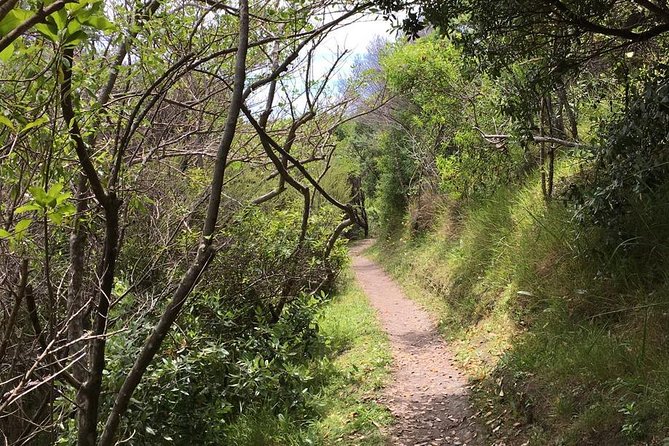 Waiheke Island Vineyards and Bush Walk - Why this walk is a better introduction to Waiheke