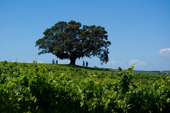 Waiheke island Wine Tours - PREMIUM wine tasting MAX 11 clients ! - What the price includes, and what it does not