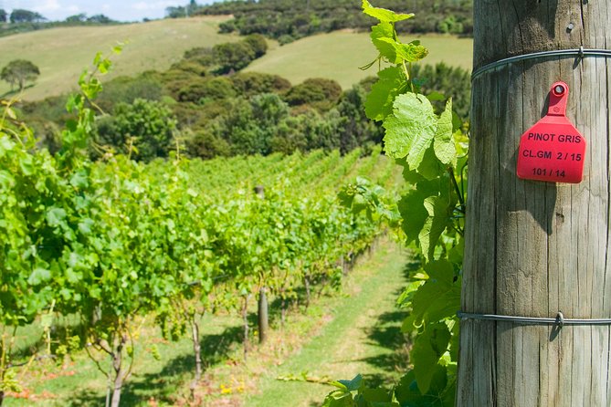 Waiheke island Wine Tours - PREMIUM wine tasting MAX 11 clients ! - Practical advice for a smoother day
