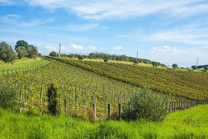 Waiheke island wine tours with Waitiki Tours - Who will enjoy this Waiheke wine tour