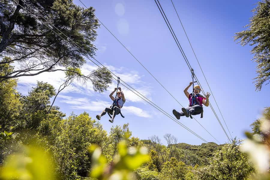 Waiheke Island: Zipline and Native Forest Adventure Trip - Key points to know before booking