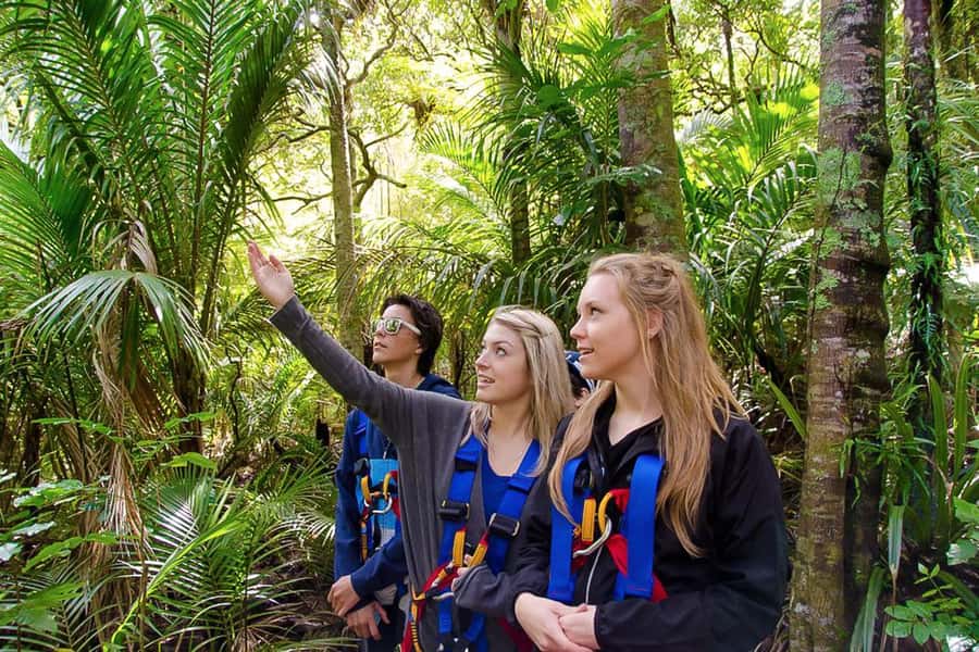 Waiheke Island: Zipline and Native Forest Adventure Trip - Is $89 good value?