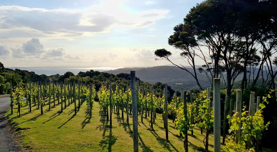 Waiheke: Scenic Taste and Graze Tour with Wine, Whisky, Beer - Guides who make the roads part of the experience