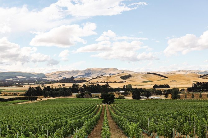 Waipara Wine Tour from Christchurch - including Lunch & Tastings - Second stop: Torlesse Wines and classic New Zealand varieties