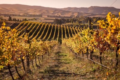 Waipara Wine Tour from Christchurch – including Lunch & Tastings