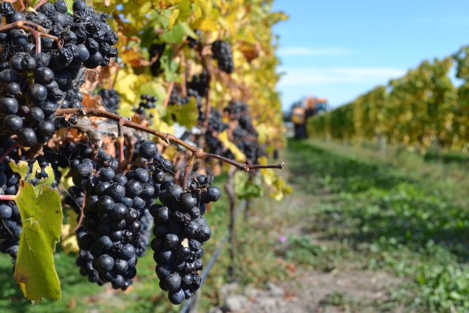 Waipara Wine Tour from Christchurch - including Lunch & Tastings - Final stop: Pegasus Bay and the strongest finish for many palates