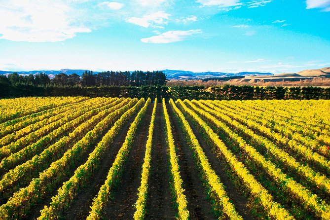 Waipara Wine Tour from Christchurch - including Lunch & Tastings - The value of $117.91