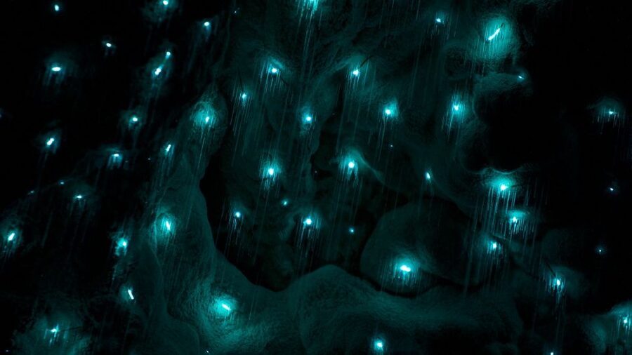 Waitangi: Kawiti Glow Worm Cave & Opua Kauri Forest Walk - Why this four-hour outing works well