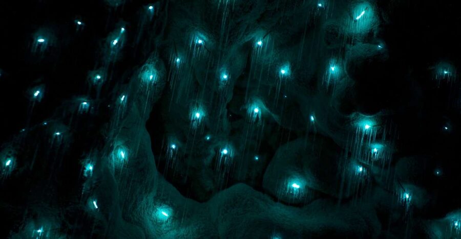 Waitangi: Kawiti Glow Worm Cave & Opua Kauri Forest Walk - Inside the 200-meter glowworm cave
