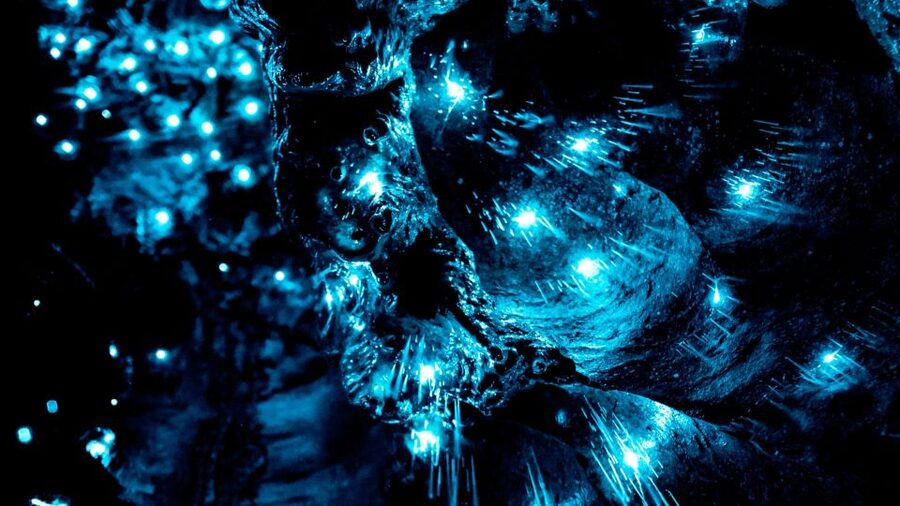 Waitangi: Kawiti Glow Worm Cave & Opua Kauri Forest Walk - A 30-minute walk beneath old kauri trees